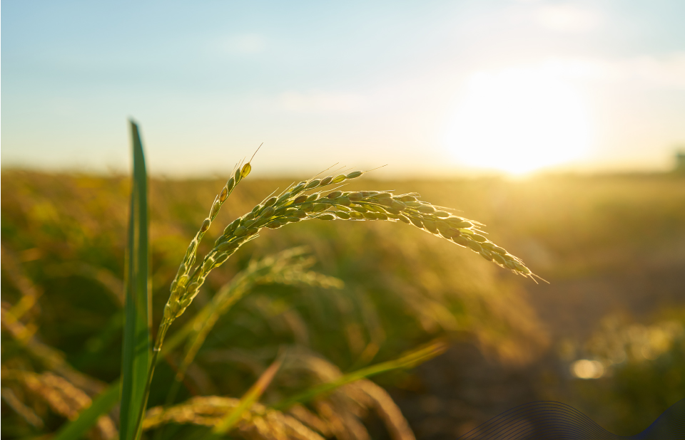 Exportações do agronegócio brasileiro batem recorde histórico em julho com US$ 15,44 bilhões